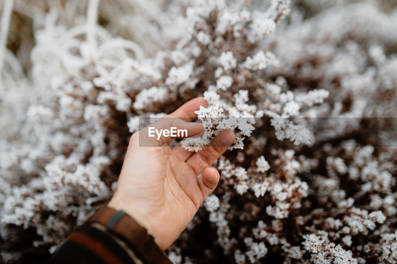 Unrecognizable crop person standing in forest and touching frozen plant in scottish highlands