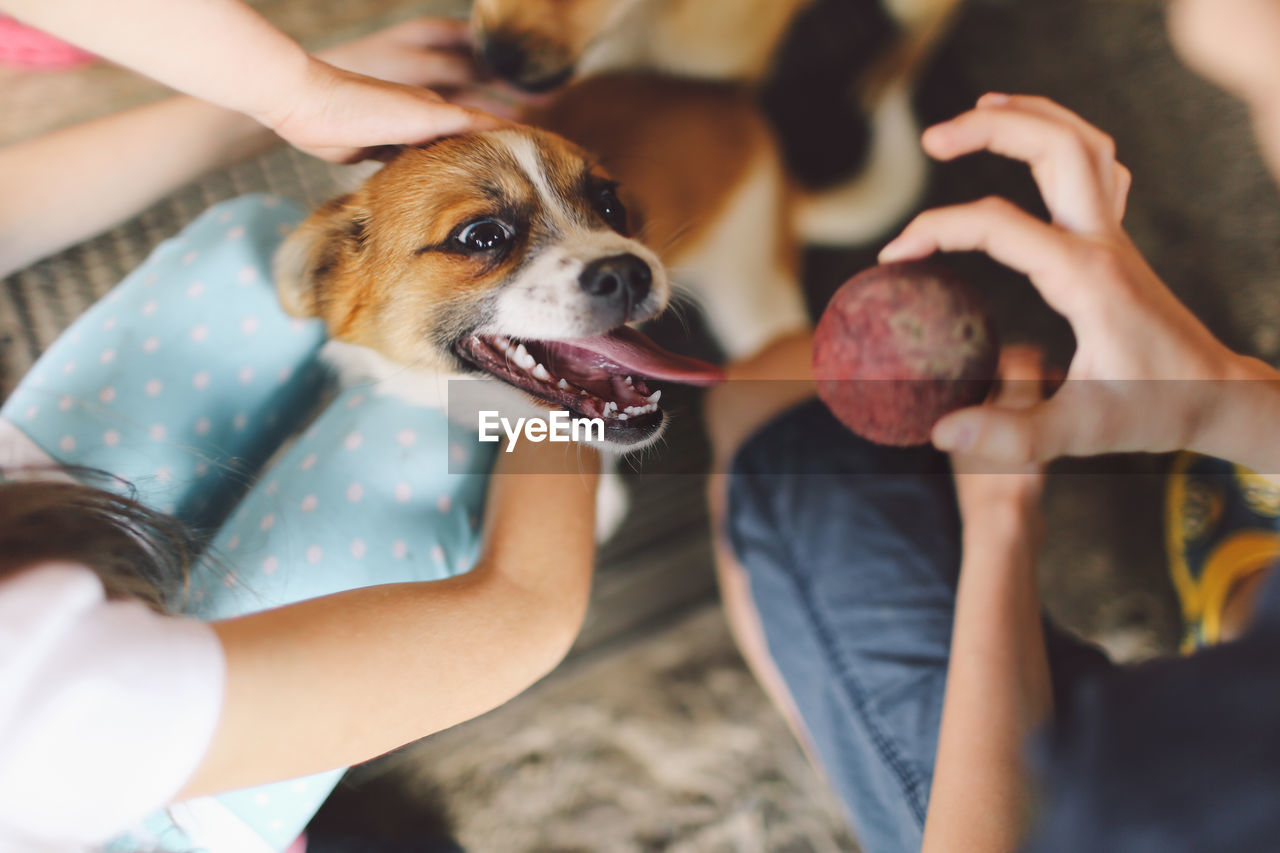 Low section of friends with playful dogs