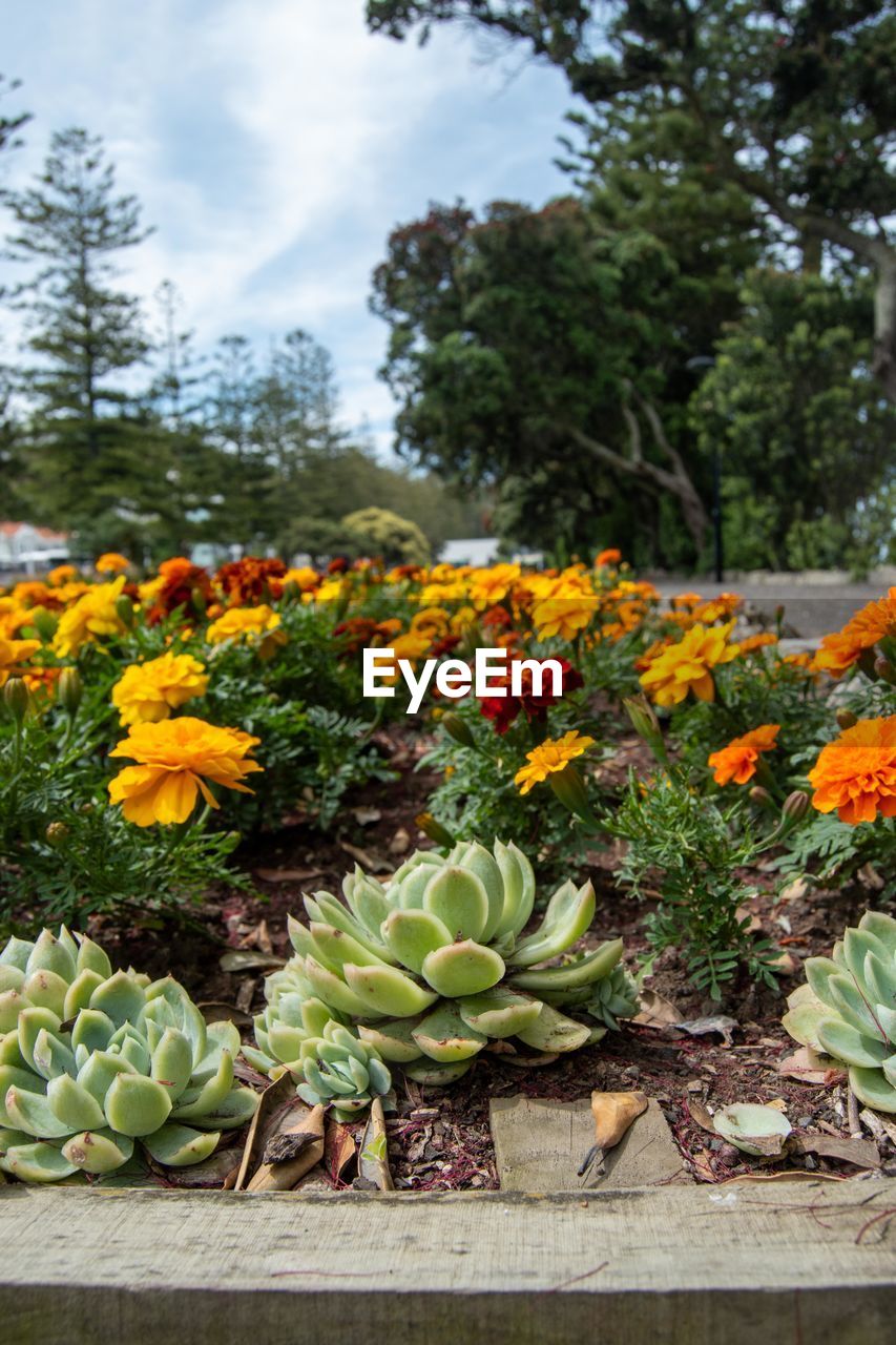Close-up of yellow flowering plants