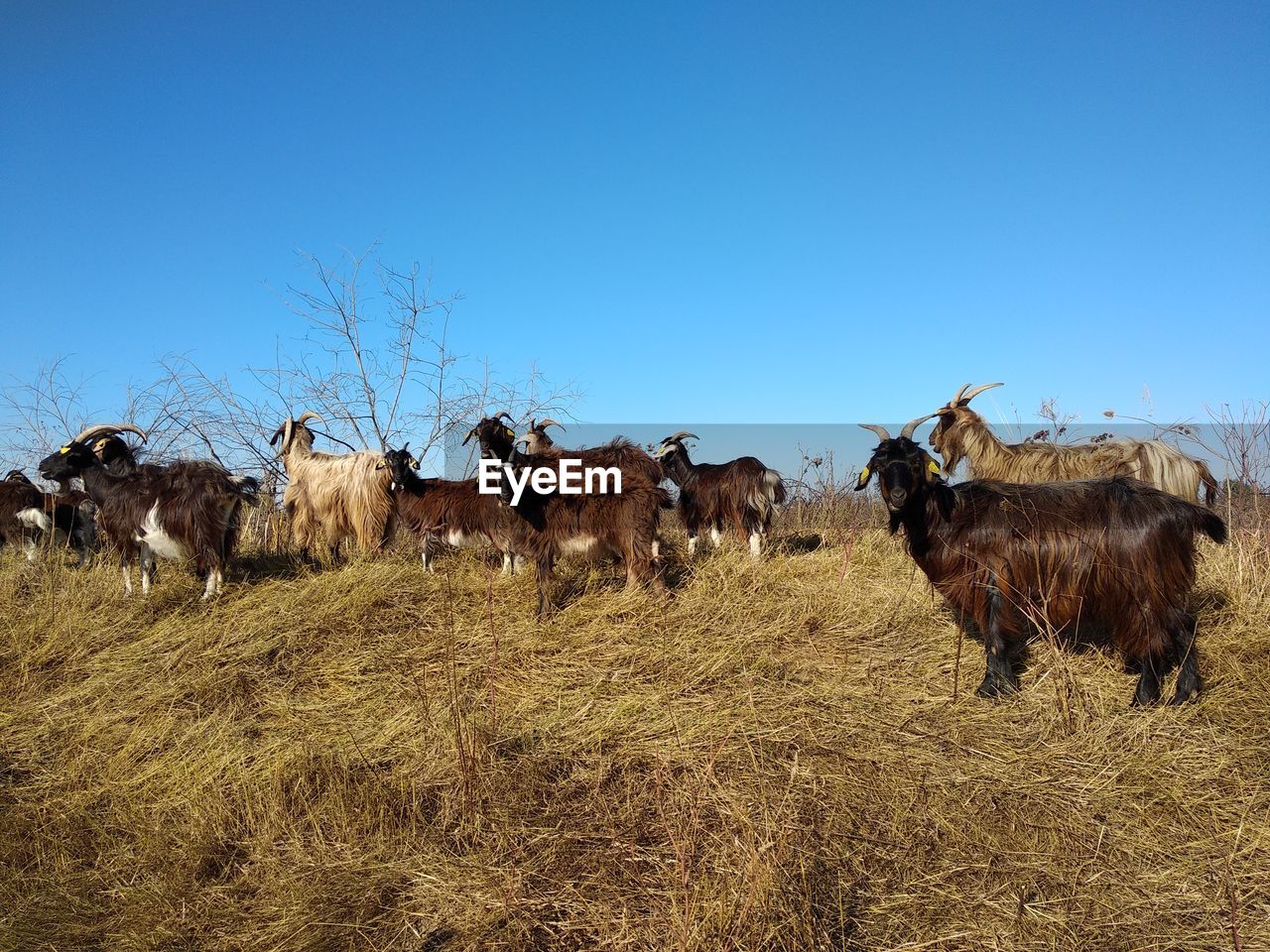 PANORAMIC VIEW OF SHEEP ON FIELD