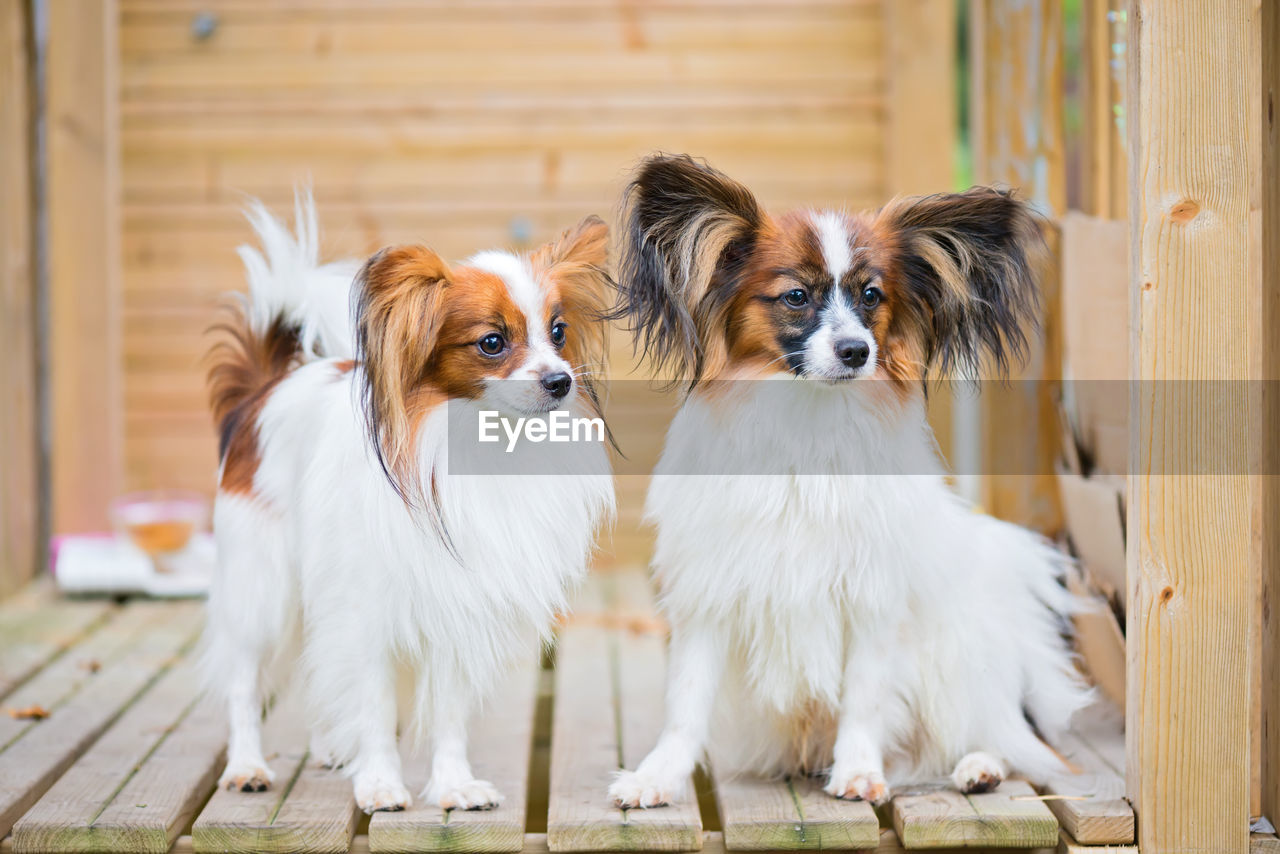 PORTRAIT OF DOGS ON THE WALL