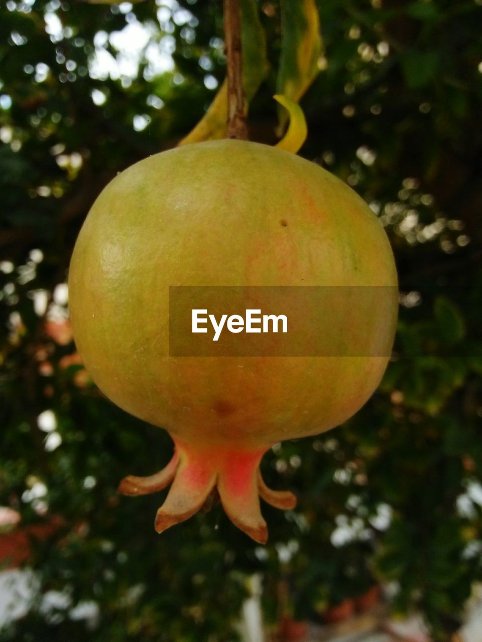 CLOSE-UP OF FRUITS ON TREE