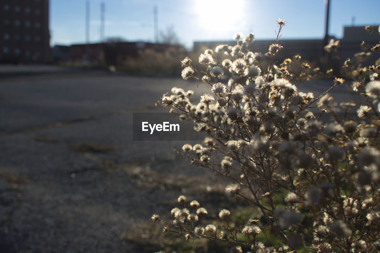 CLOSE-UP OF FRESH FLOWERS ON TREE AGAINST SKY