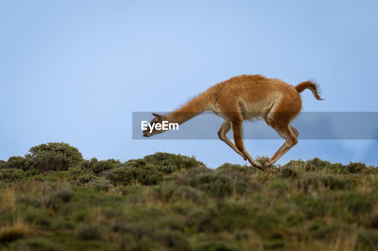 animal, animal themes, mammal, animal wildlife, wildlife, one animal, side view, sky, no people, full length, nature, plant, jumping, motion, outdoors, day, grass, blue, clear sky, copy space, environment