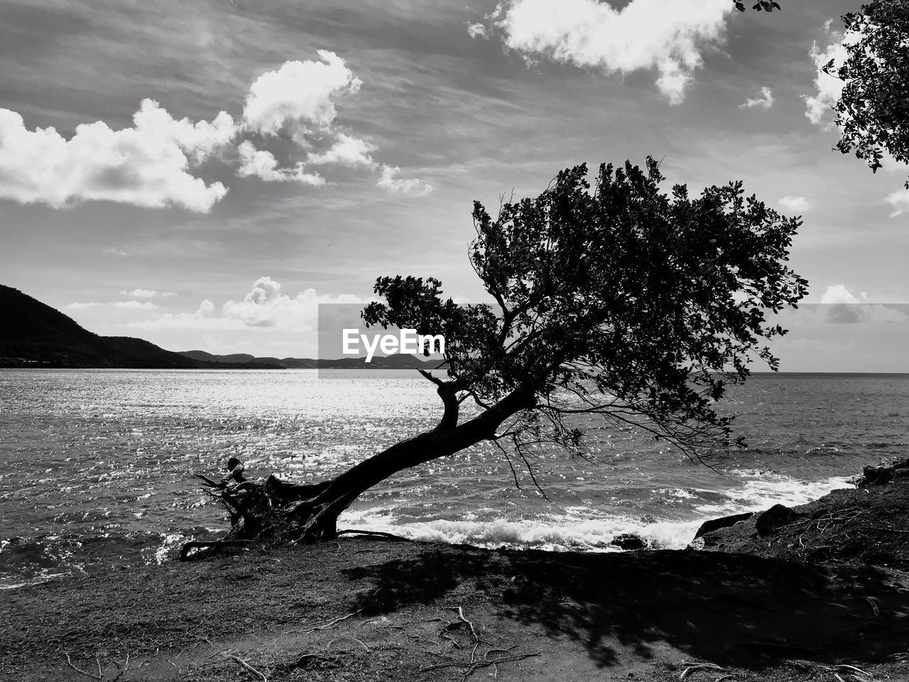 TREES ON SEA AGAINST SKY