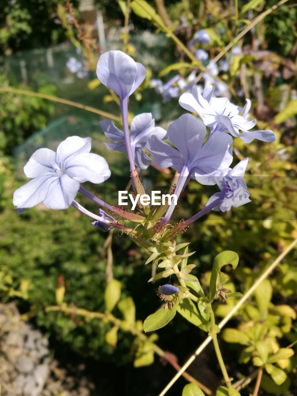 CLOSE-UP OF FRESH WHITE FLOWERS WITH BUDS GROWING IN BACKGROUND