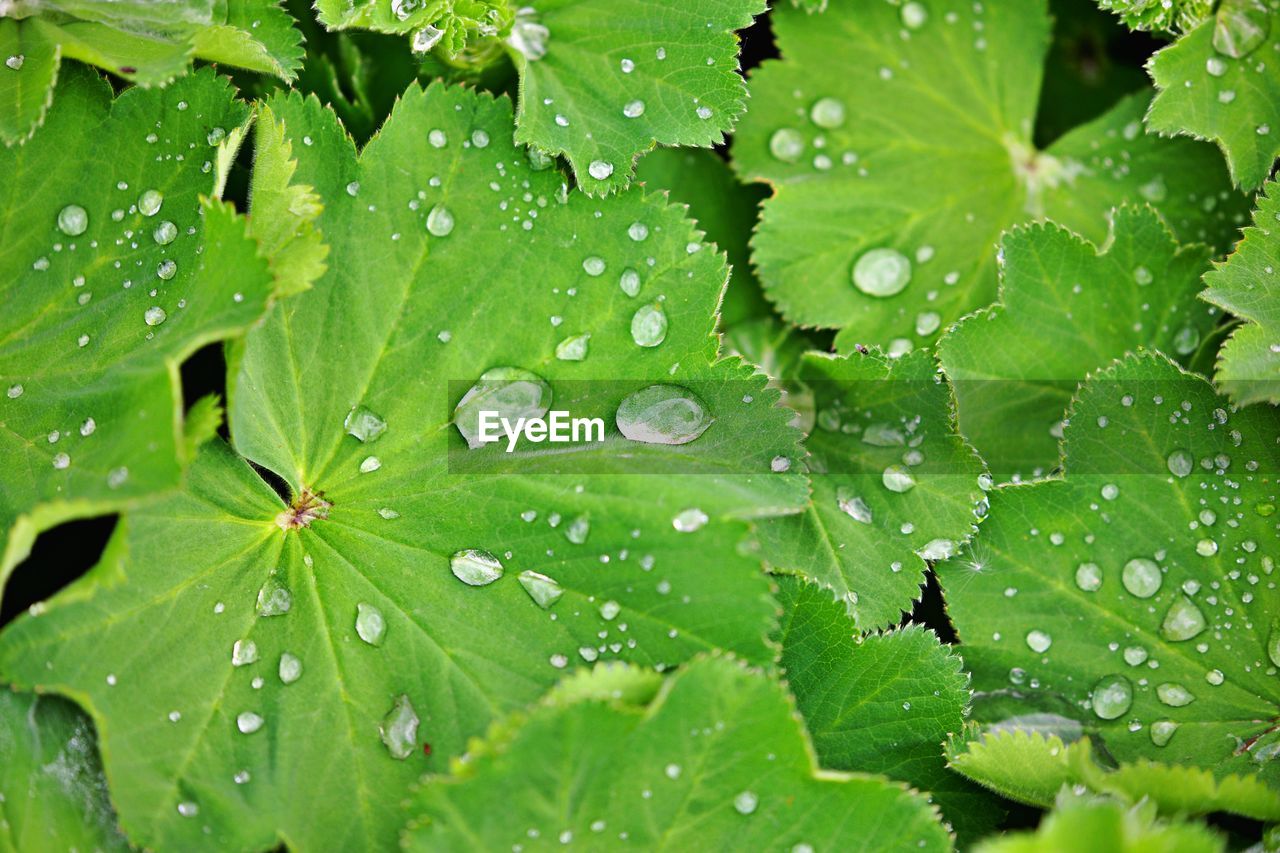 RAINDROPS ON LEAVES