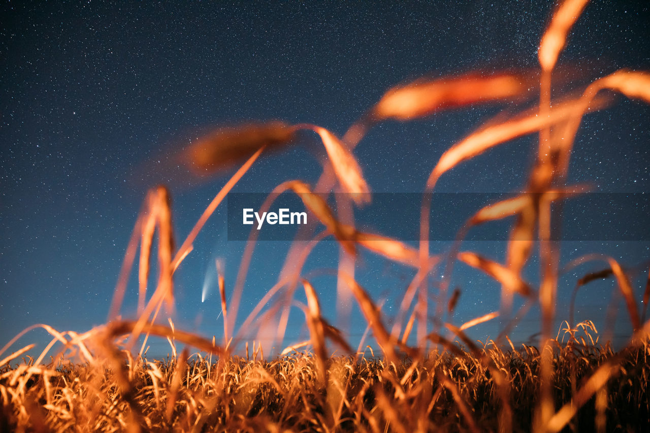 CLOSE-UP OF BONFIRE AGAINST SKY AT NIGHT