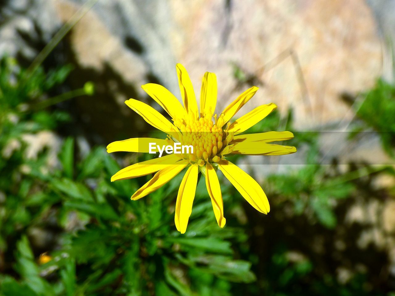 Close-up of yellow flower