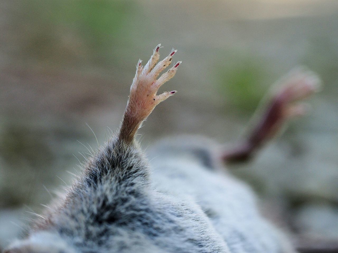 Close-up of dead rat leg on field