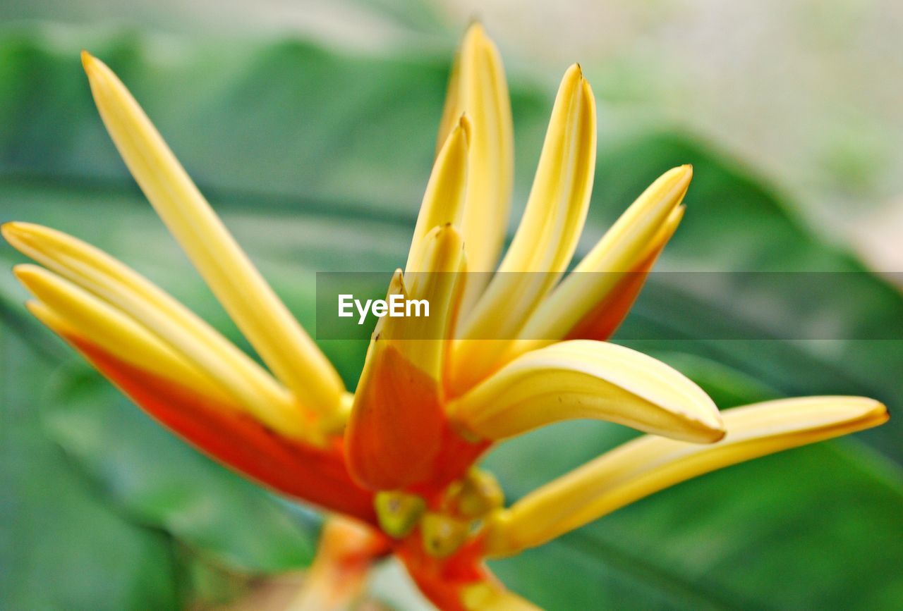 Close-up of fresh yellow flower blooming outdoors