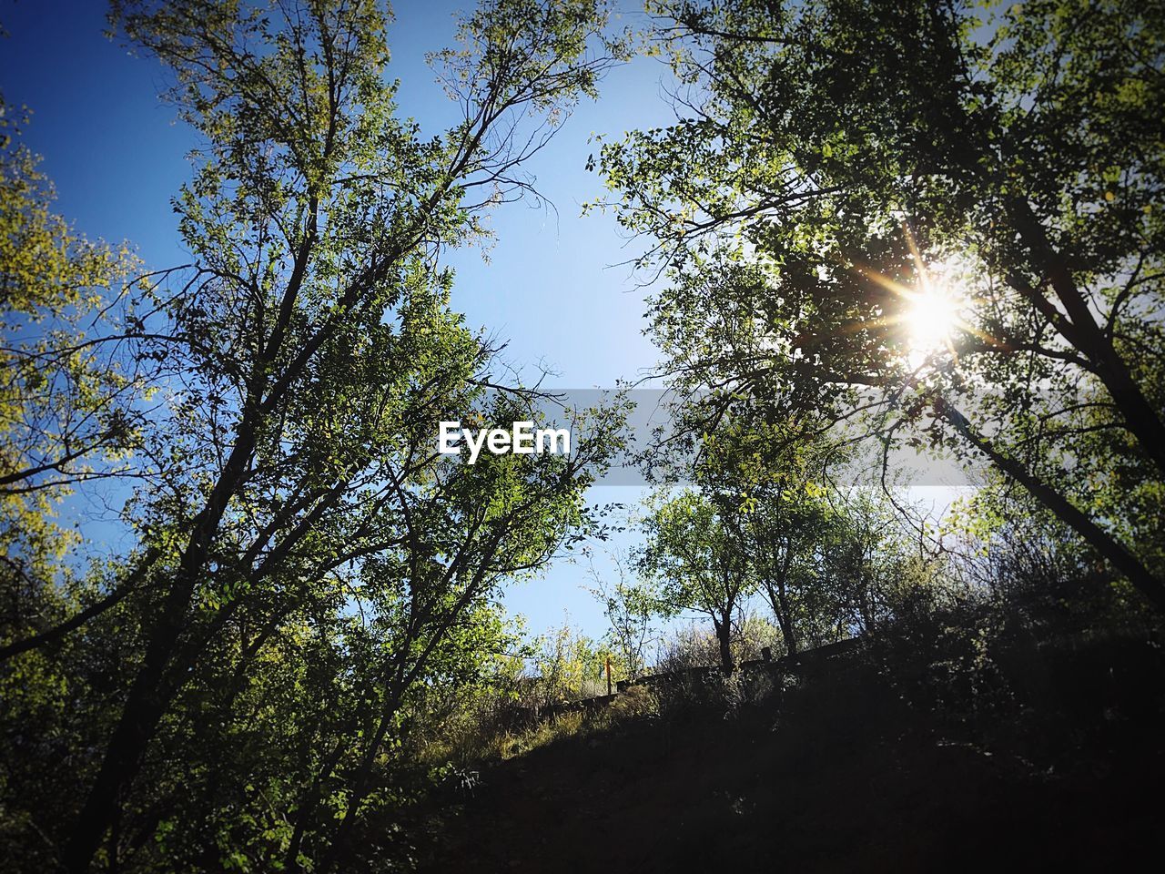 LOW ANGLE VIEW OF TREES AGAINST SKY IN FOREST