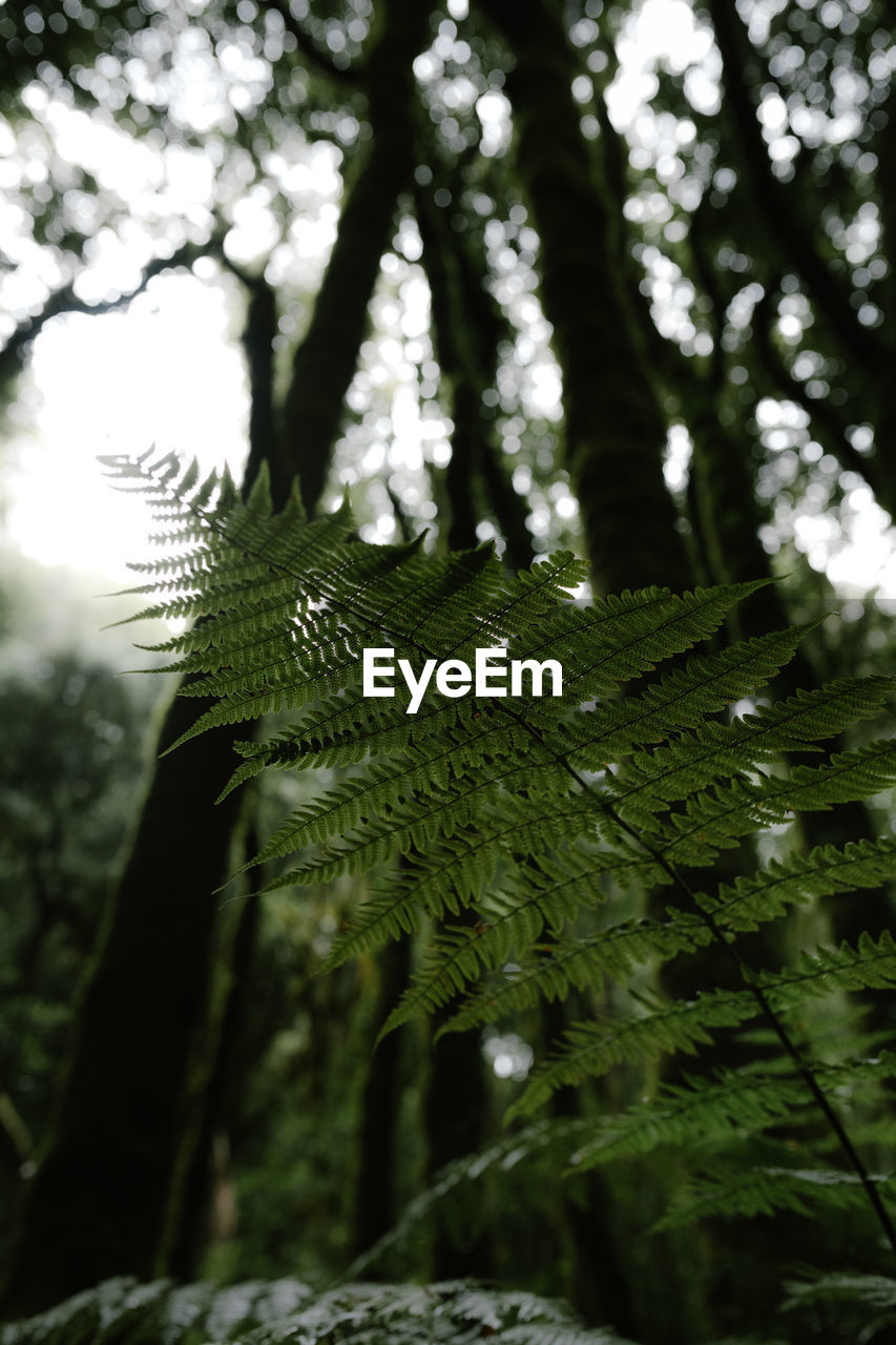 Fern among the rays of sun in the forest of garajonay on the la gomera island.