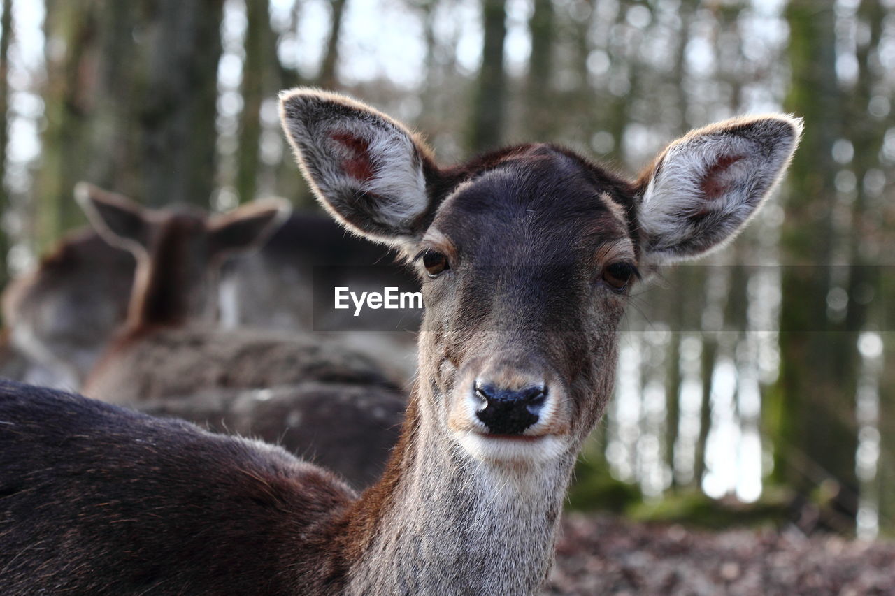 Close-up portrait of deer in forest