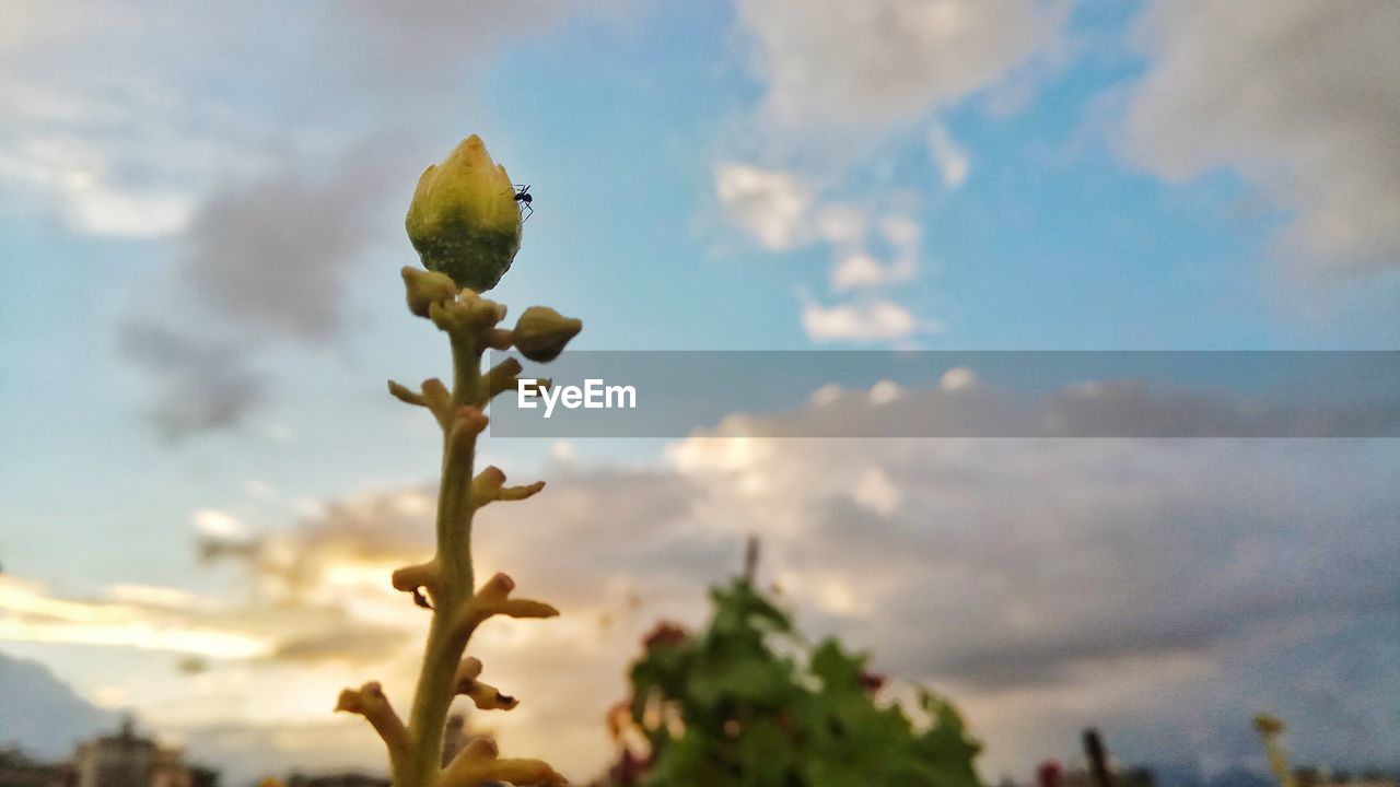 CLOSE-UP OF BIRD PERCHING ON TREE AGAINST SKY