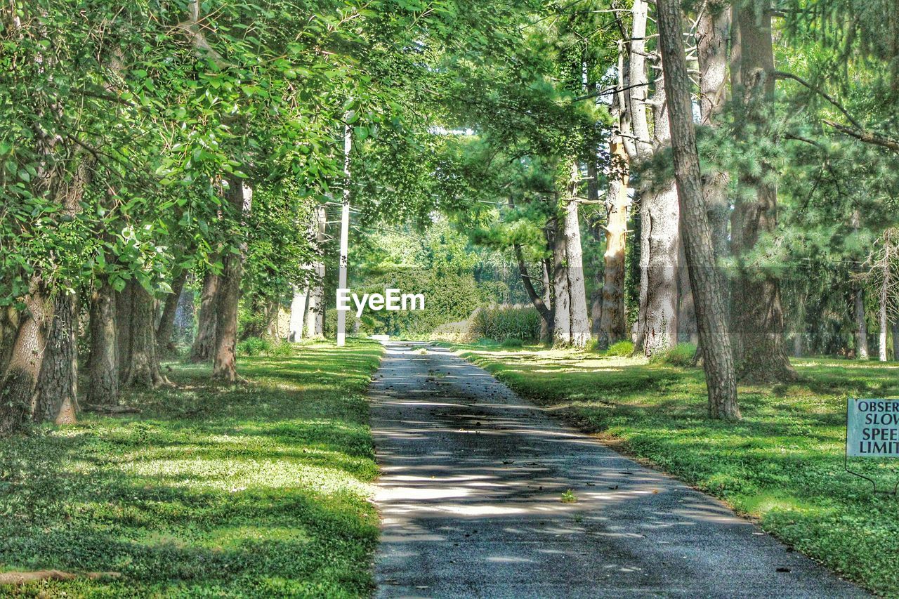 PATHWAY ALONG TREES IN PARK