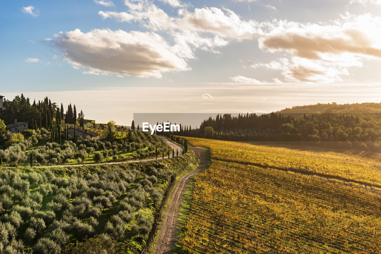 Scenic view of agricultural field against sky