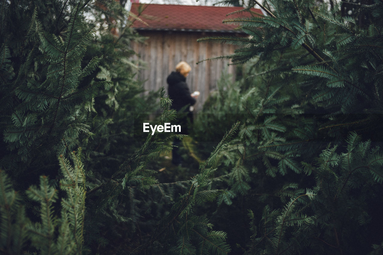 Person standing amidst fir trees growing in yard