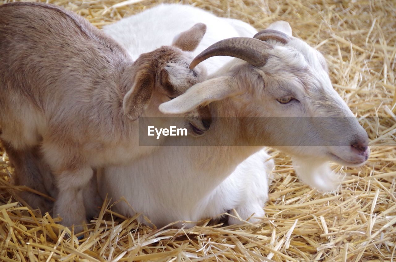 Goat family relaxing on grasses