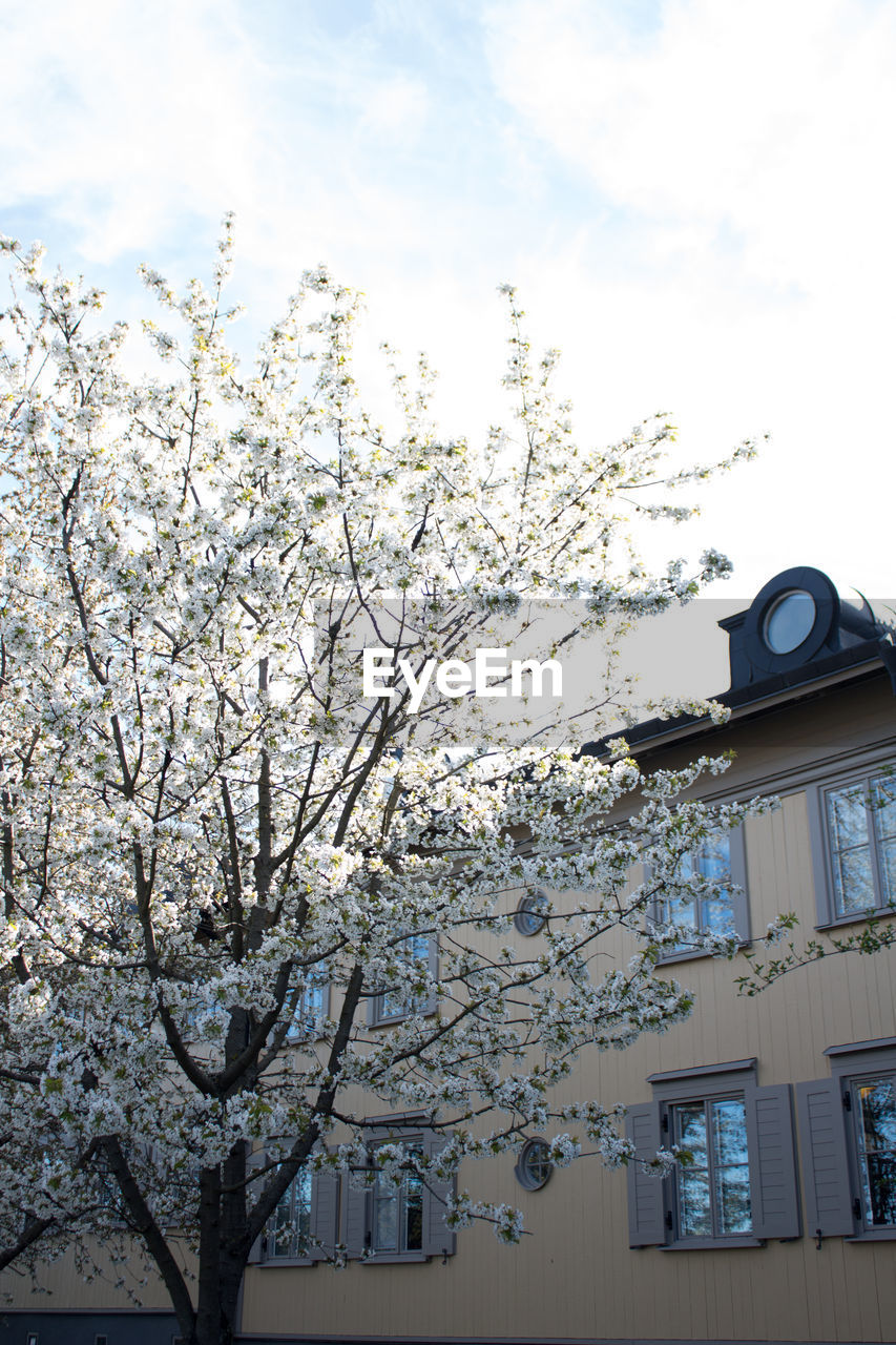 LOW ANGLE VIEW OF CHERRY BLOSSOM AGAINST SKY