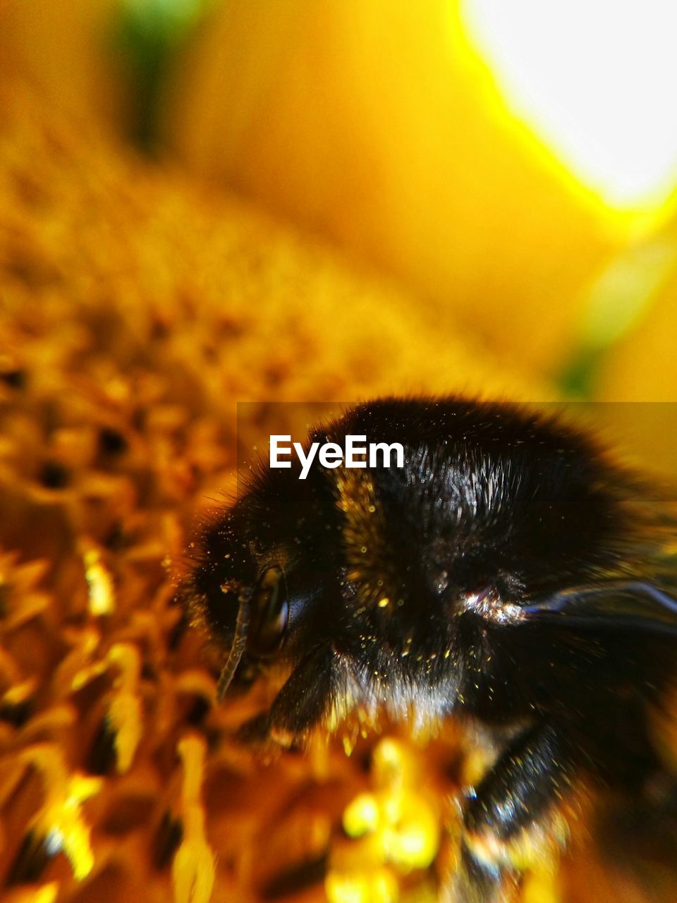 EXTREME CLOSE-UP OF BEE ON FLOWER