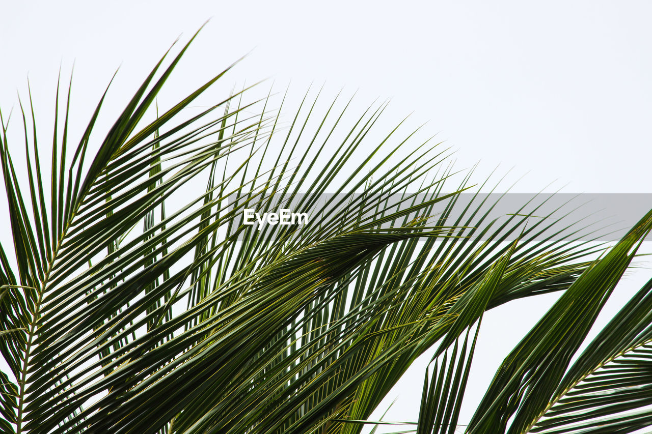 Low angle view of palm tree against clear sky