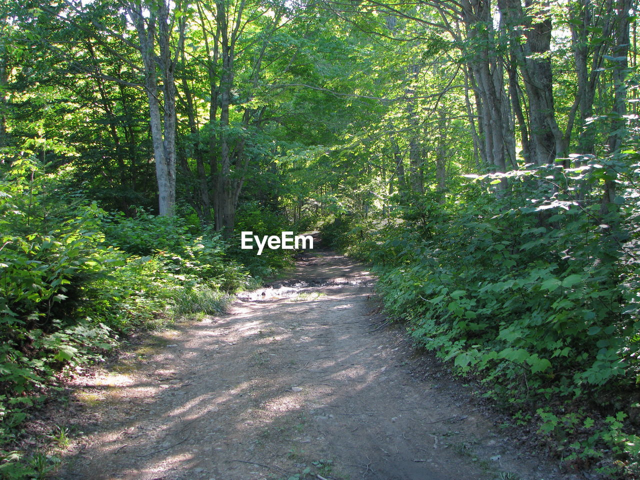 Footpath amidst trees in forest