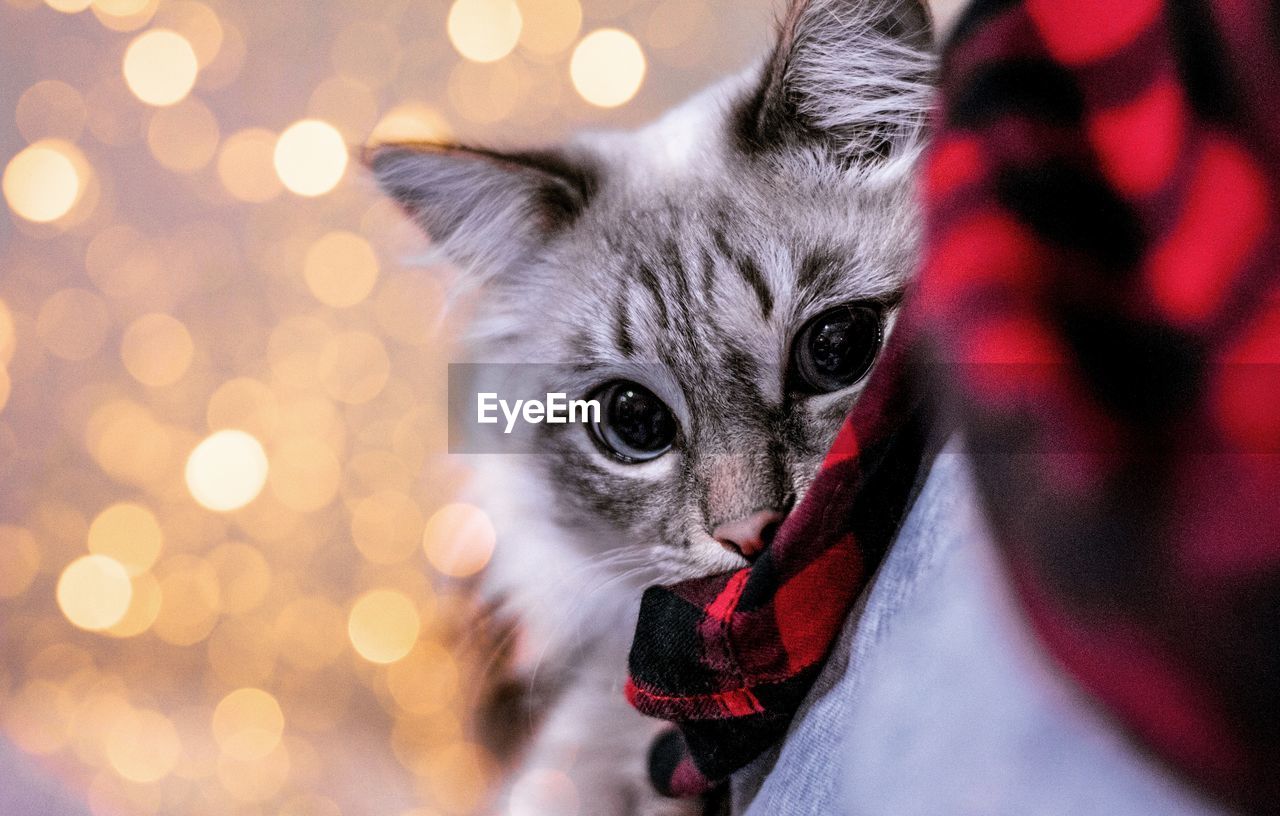 CLOSE-UP PORTRAIT OF CAT ON CHRISTMAS TREE