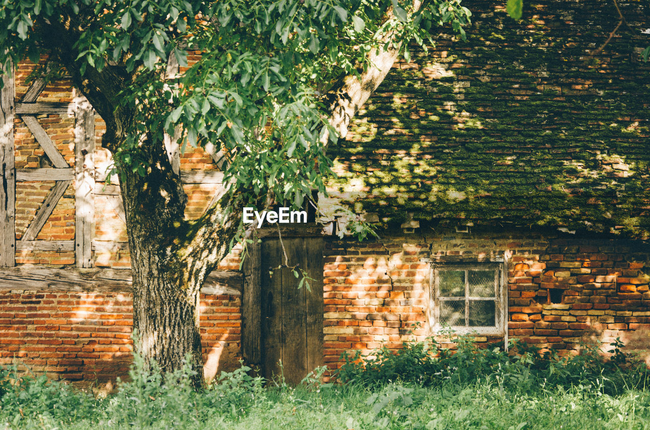 HOUSE AND TREE