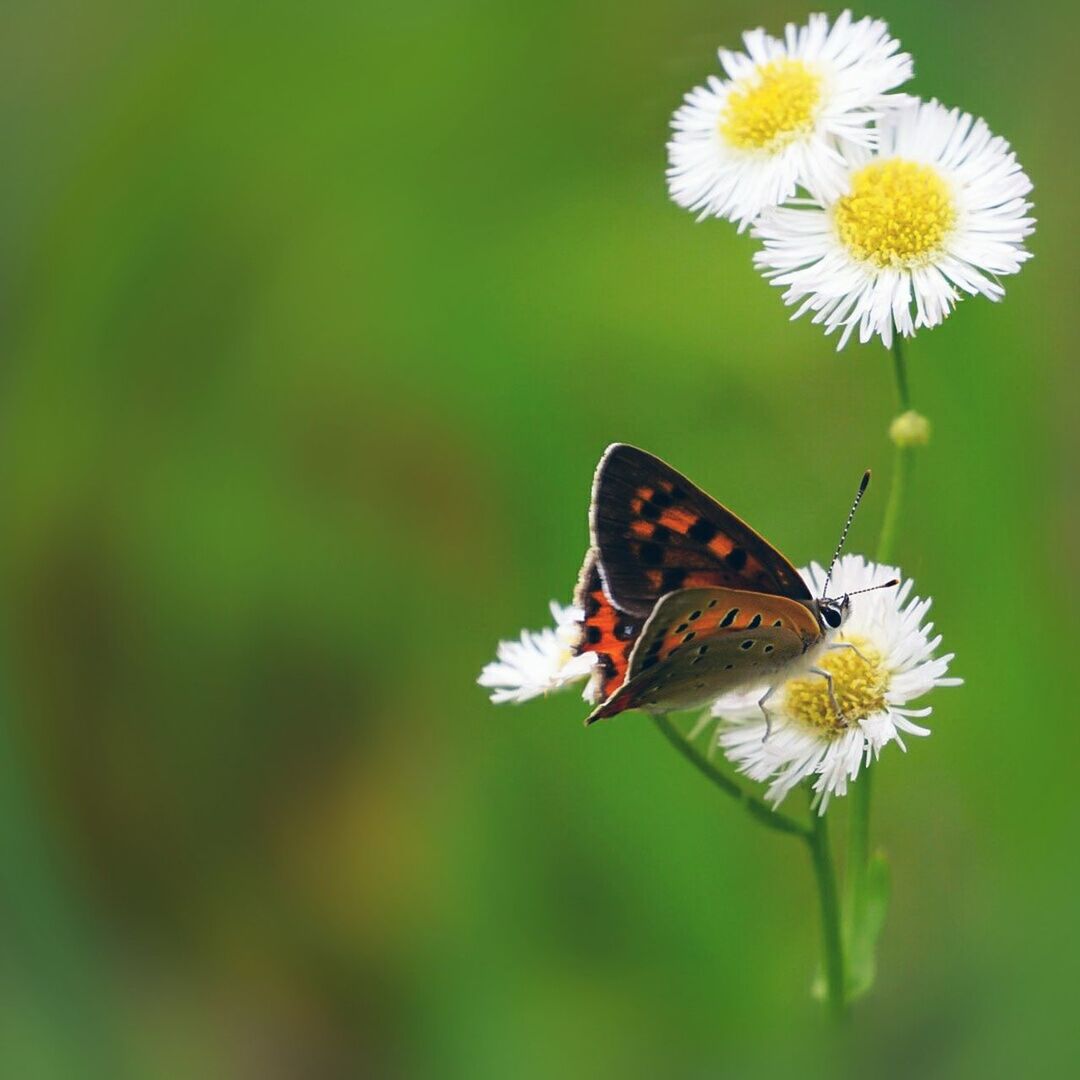 BUTTERFLY POLLINATING ON FLOWER