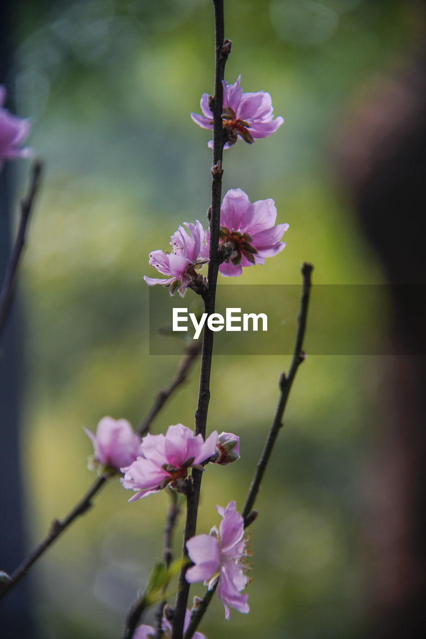 CLOSE-UP OF PINK CHERRY BLOSSOM PLANT