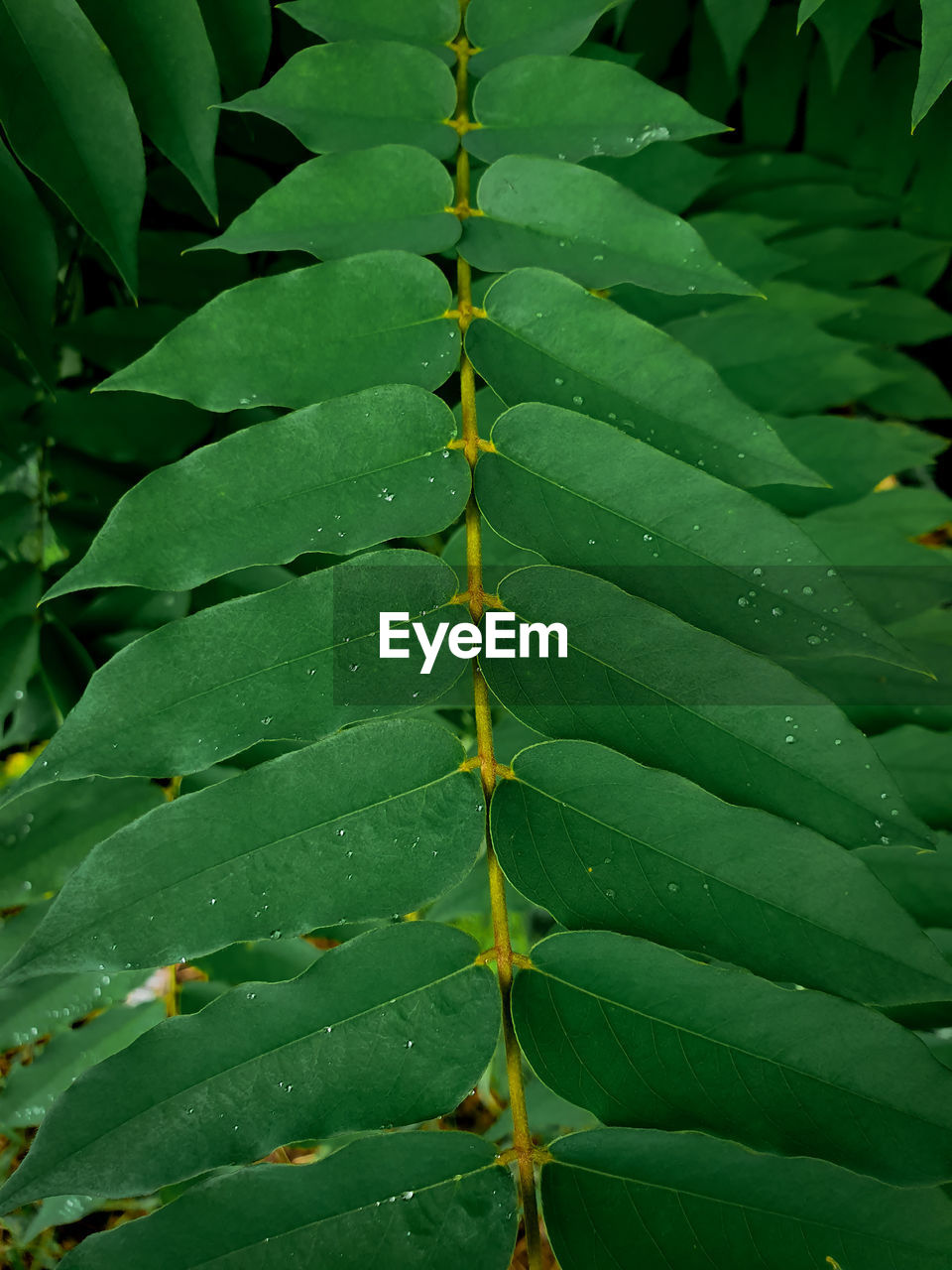 Close-up of wet leaves