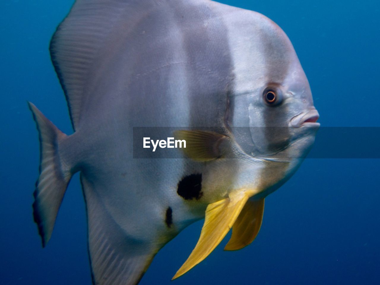 CLOSE-UP OF FISH UNDERWATER