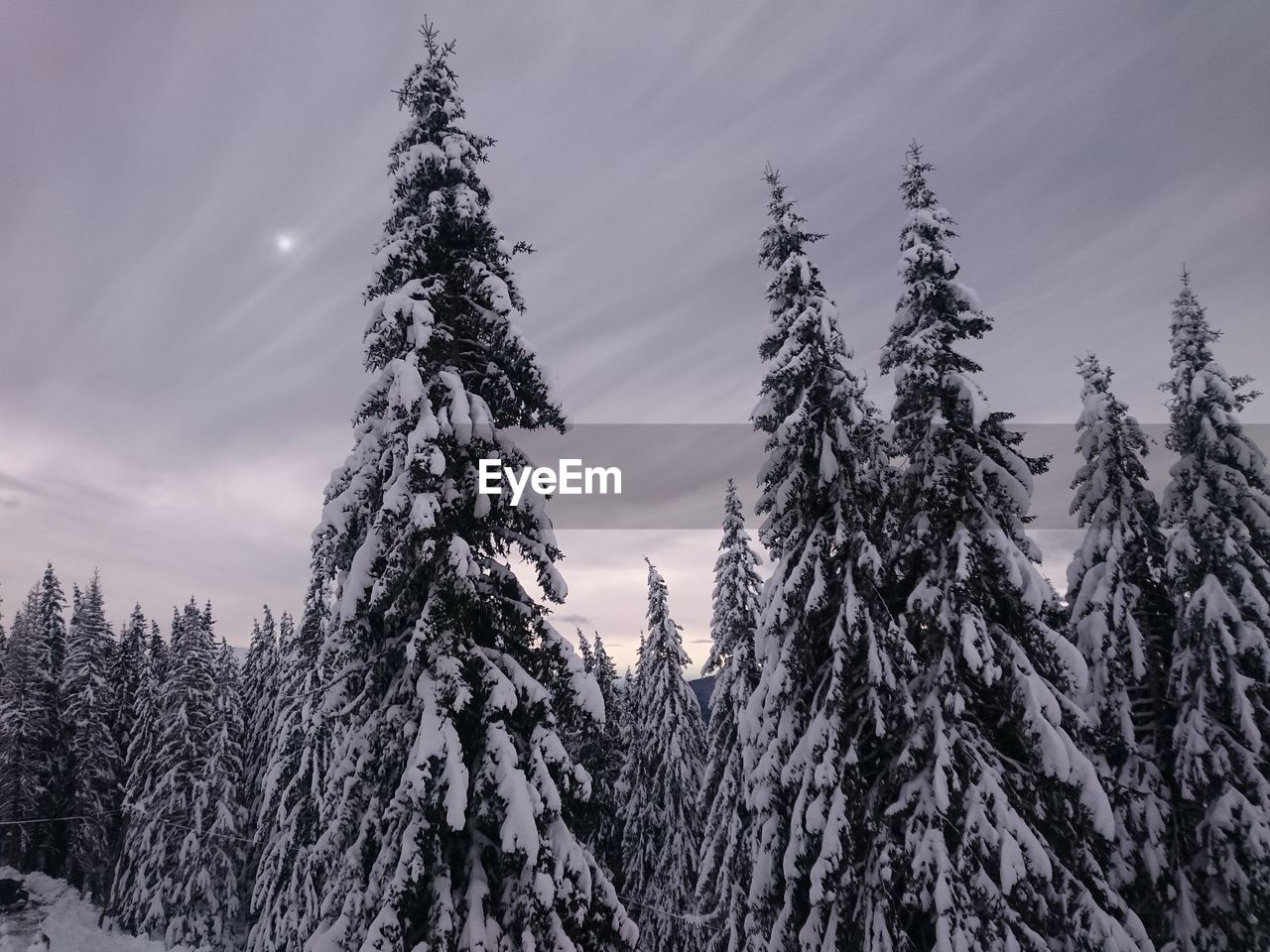 SCENIC VIEW OF SNOW COVERED TREES