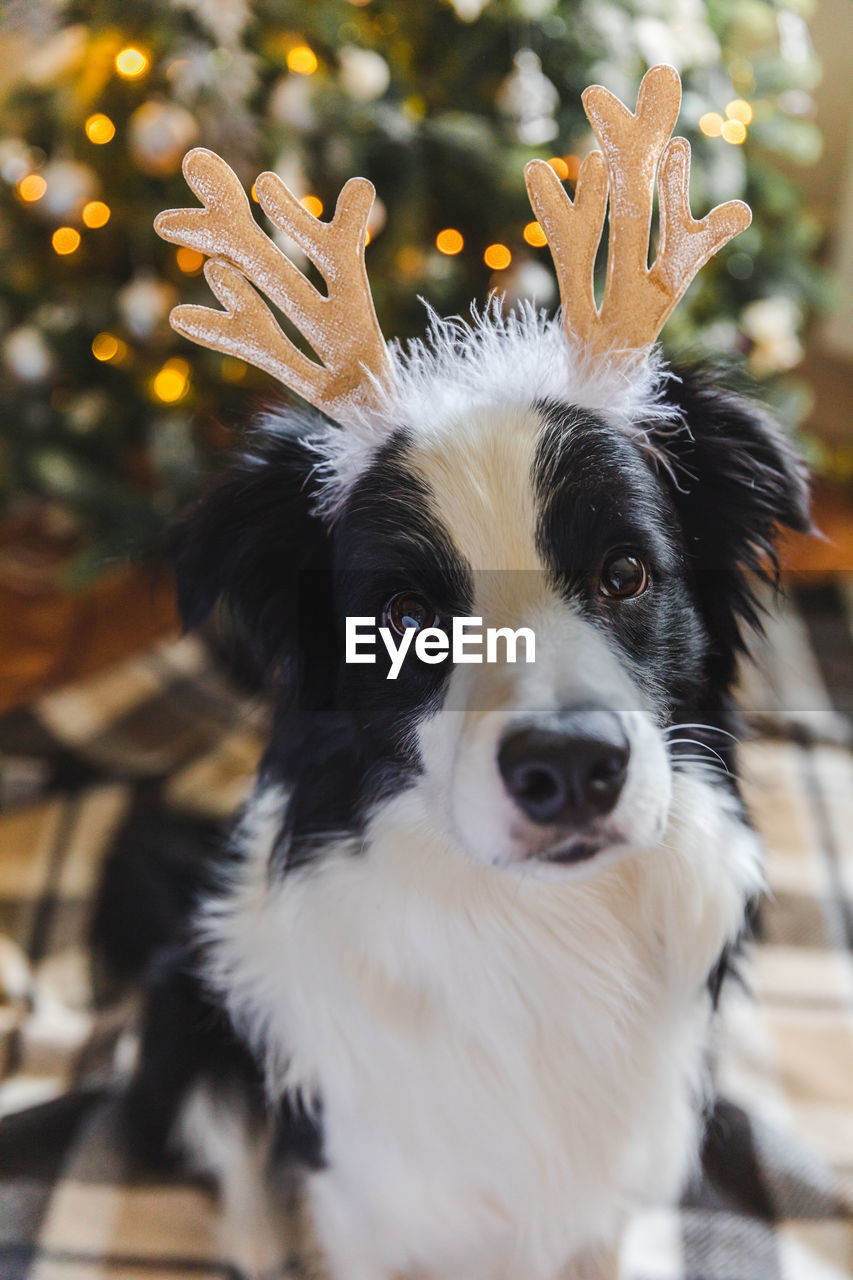 CLOSE-UP PORTRAIT OF DOG ON CHRISTMAS