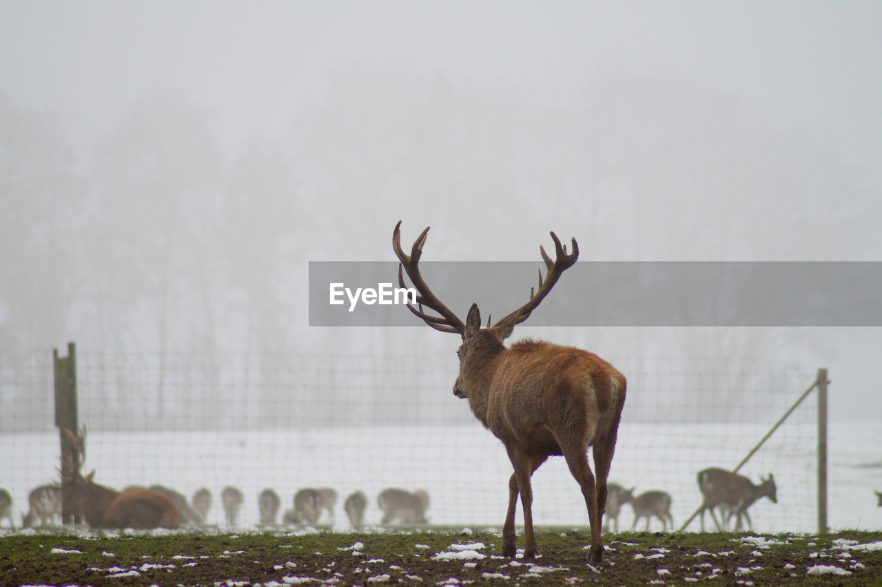 Rear view of stag walking on field during winter