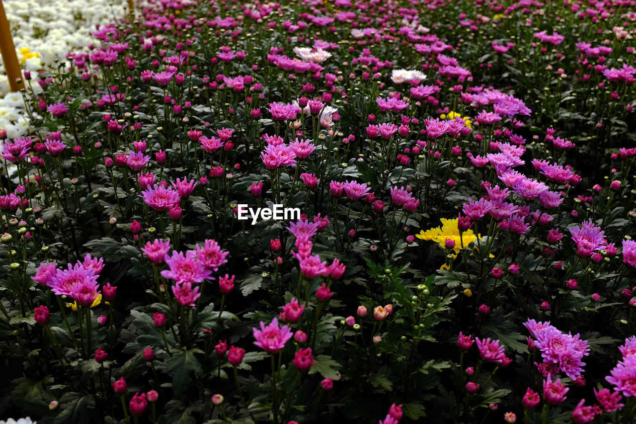 FULL FRAME SHOT OF PINK FLOWERS