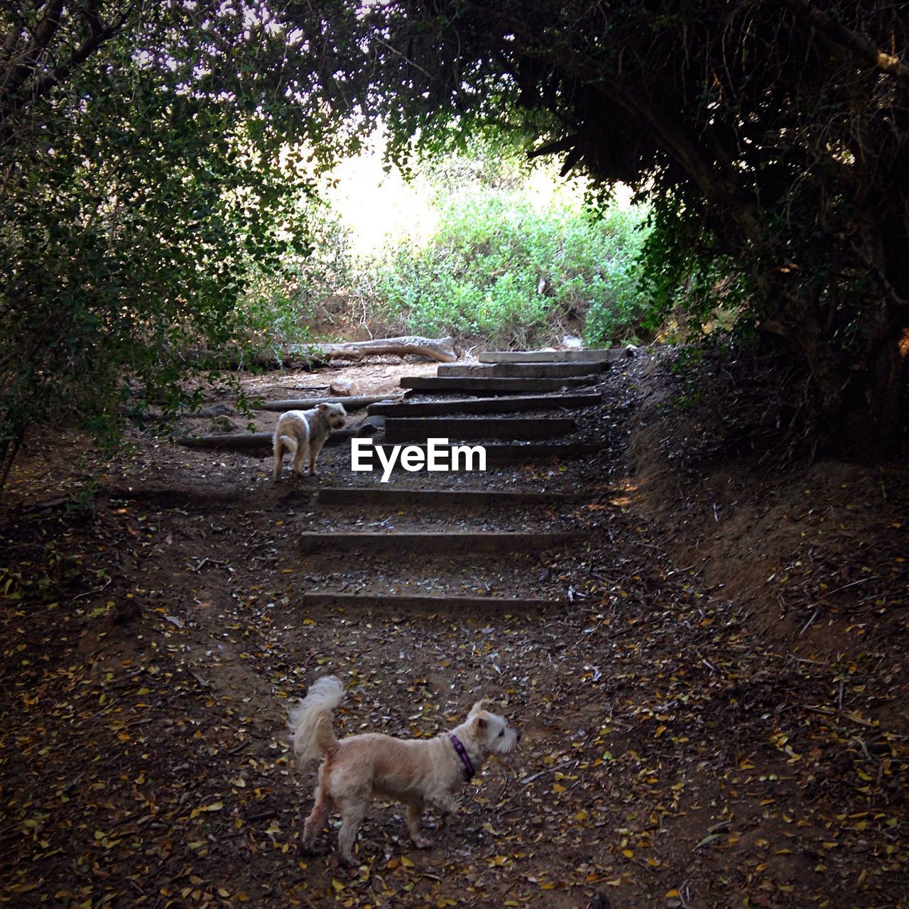 Dogs on trail in forest