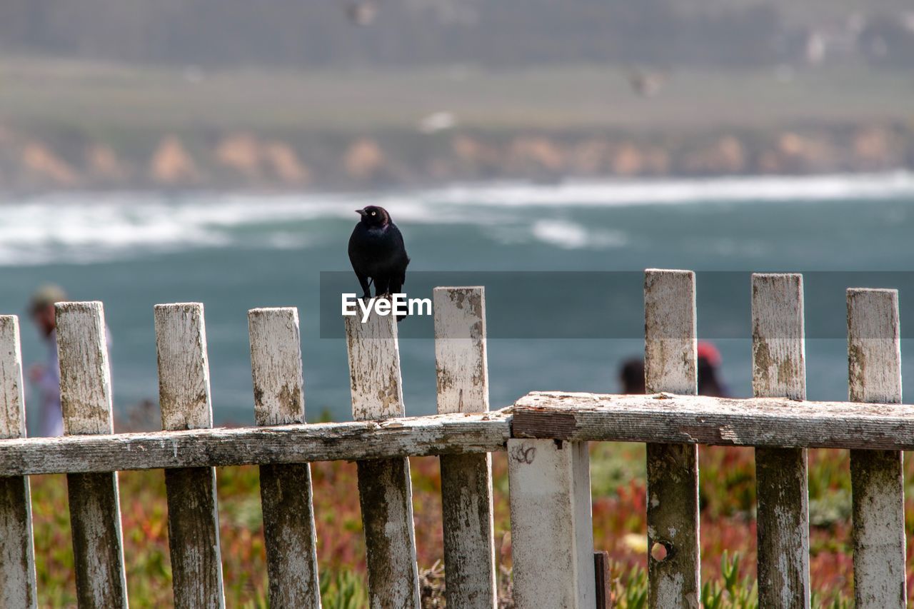 Rear view of bird perching on wooden post