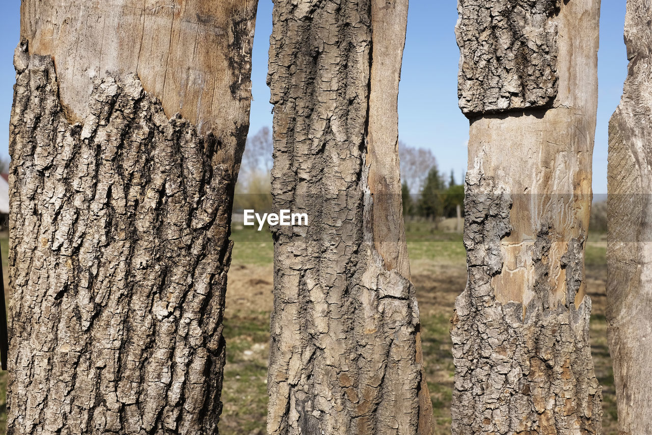 CLOSE-UP OF TREE TRUNK AGAINST CLEAR SKY