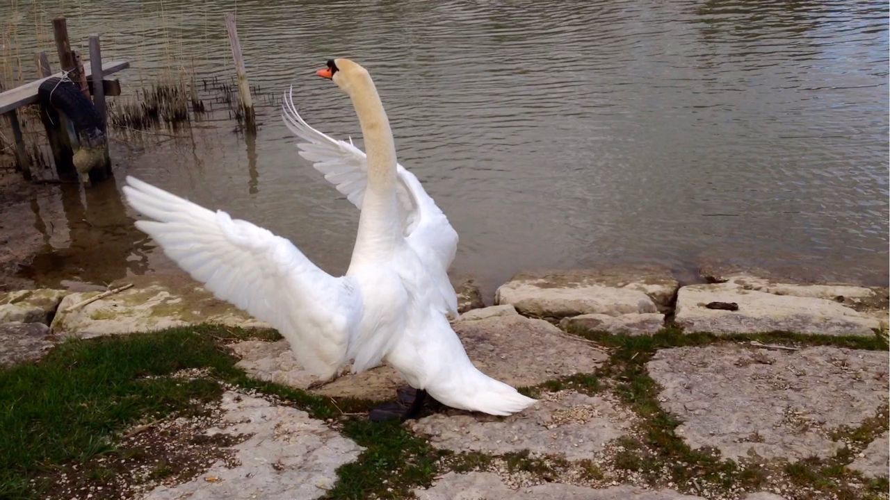 VIEW OF BIRDS IN WATER