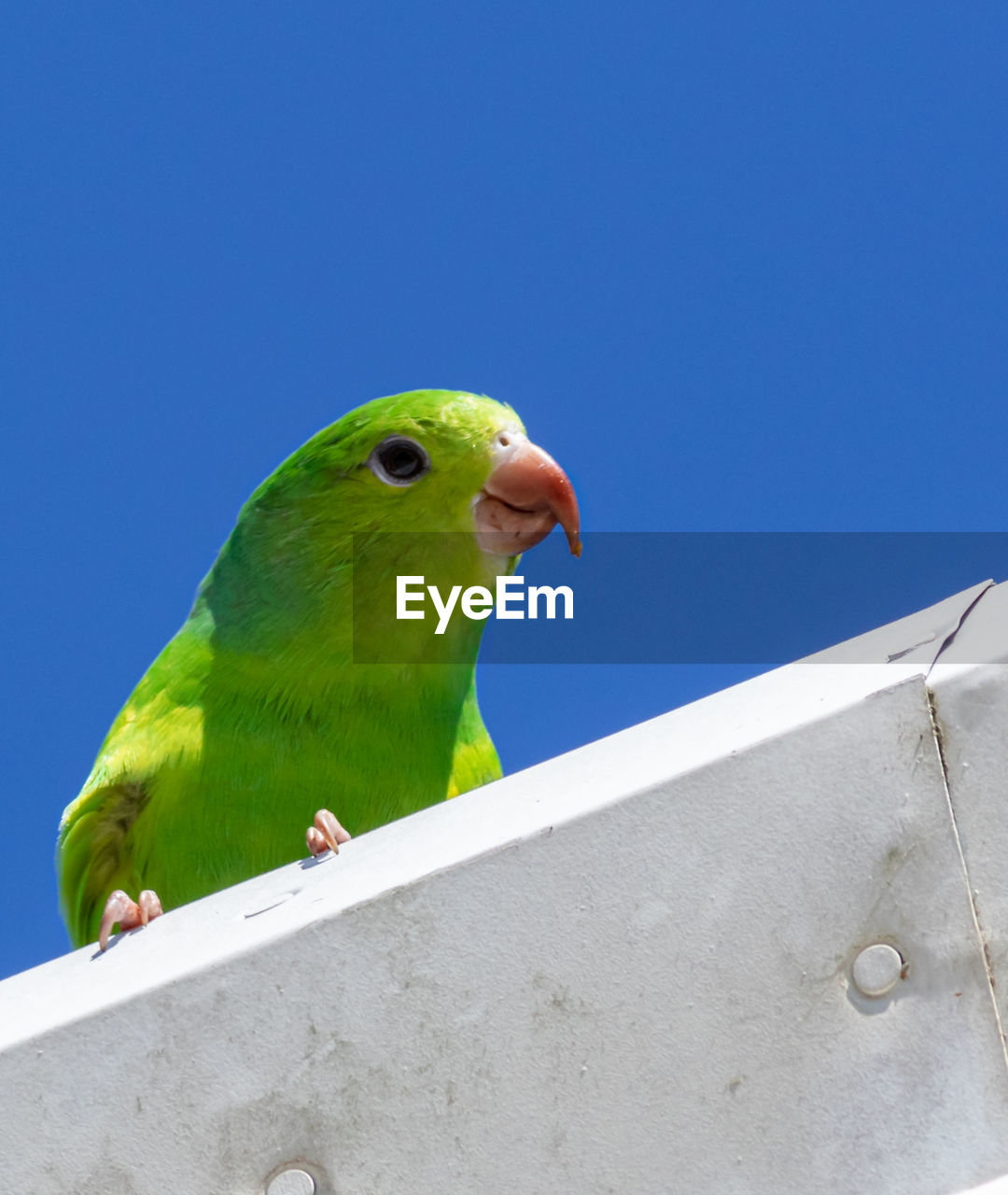 LOW ANGLE VIEW OF BIRD PERCHING ON A BLUE SKY