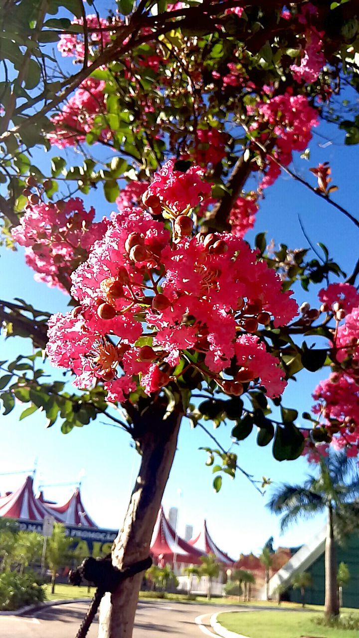 LOW ANGLE VIEW OF RED FLOWER TREE