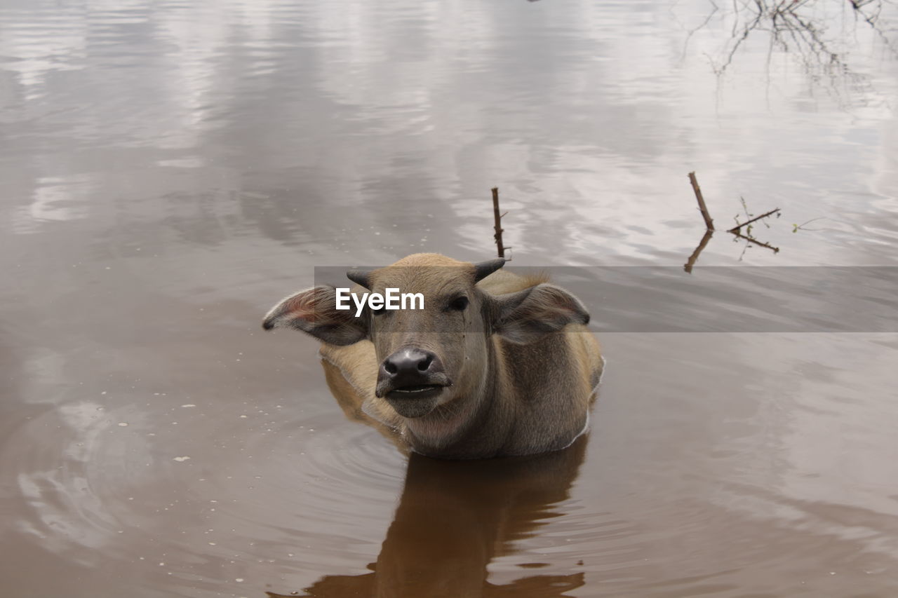 HIGH ANGLE VIEW OF A DUCK