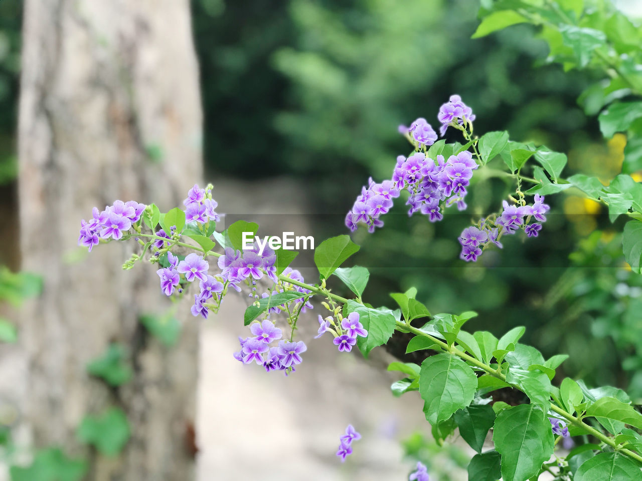 Close-up of purple flowering plant