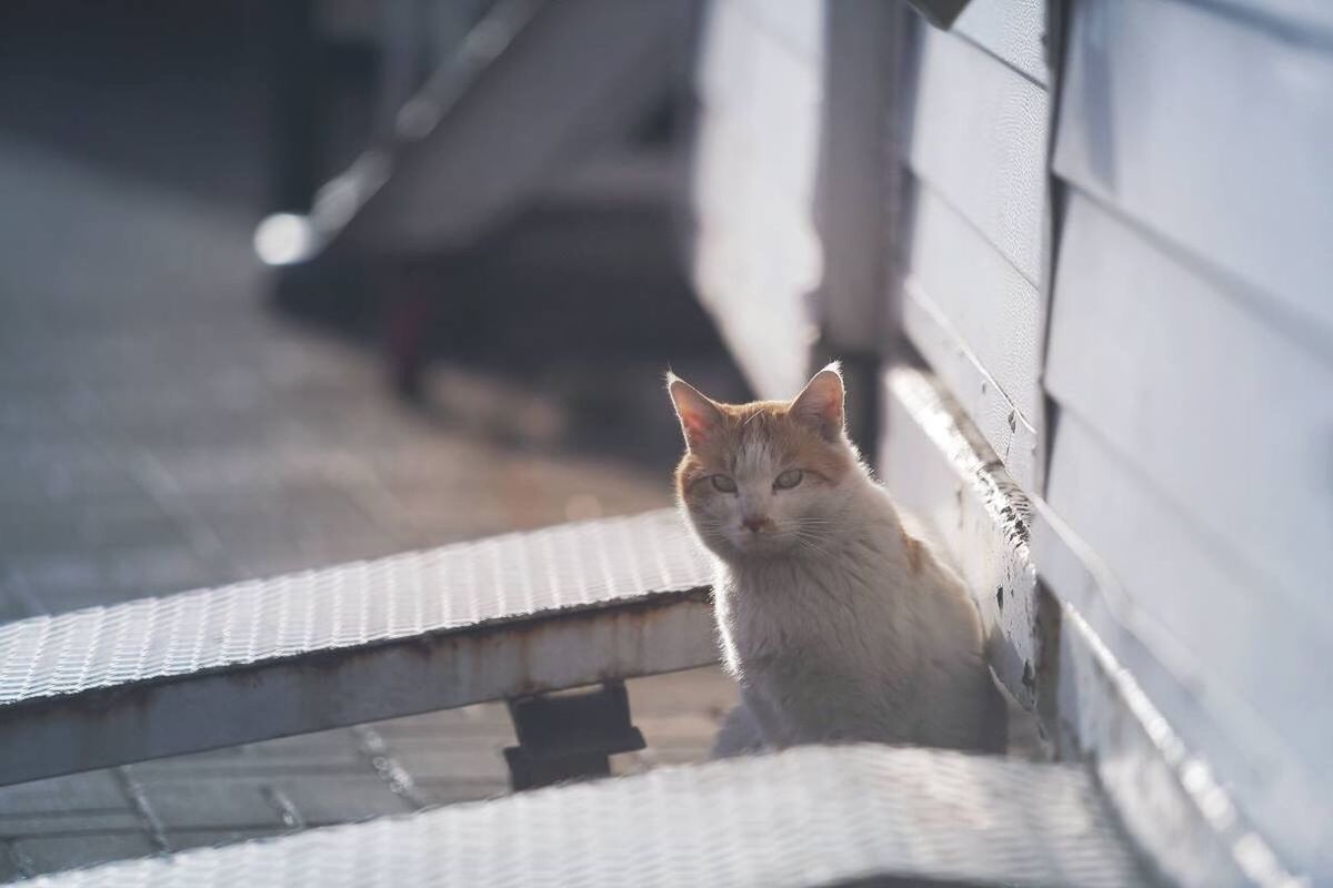 Portrait of cat sitting outside house