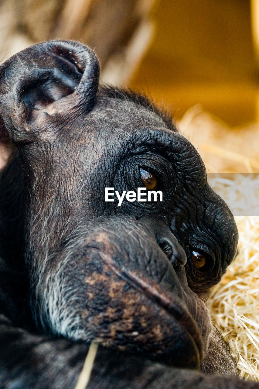 Close-up portrait of a ape