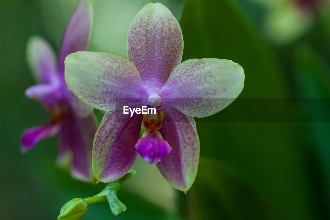 Close-up of flower against blurred background