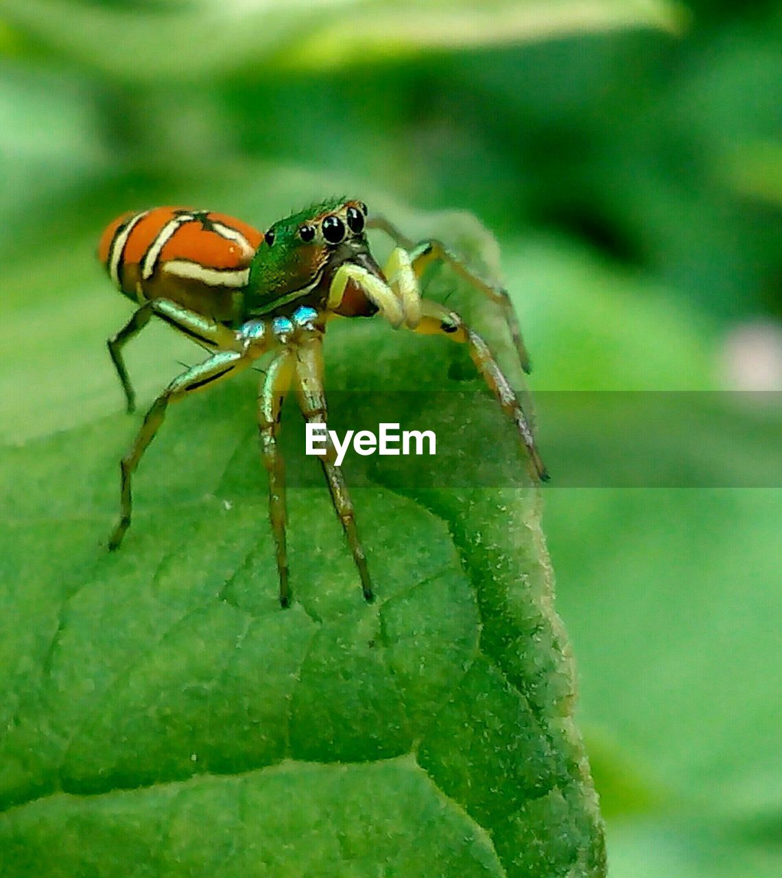 Close-up of spider on leaf at field