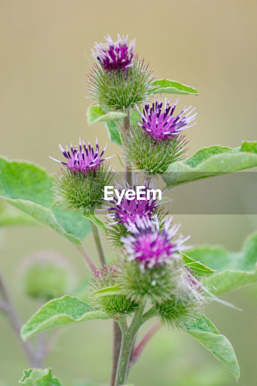 CLOSE-UP OF THISTLE FLOWERS